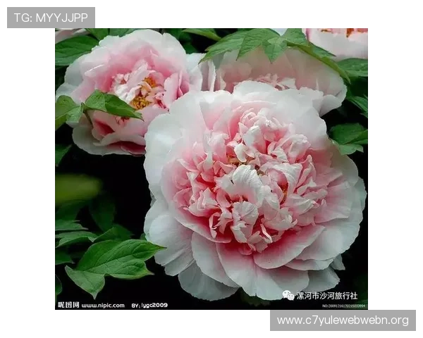 牡丹国际娱乐场：丰富的优惠活动让每位玩家都能享受实惠福利